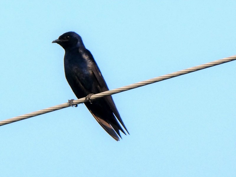 Purple Martin - ML355695641