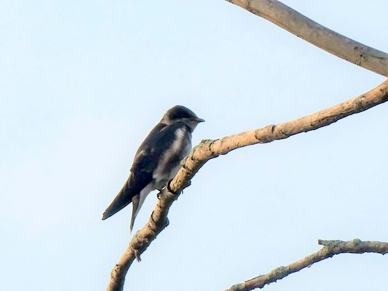 Purple Martin - ML355695661