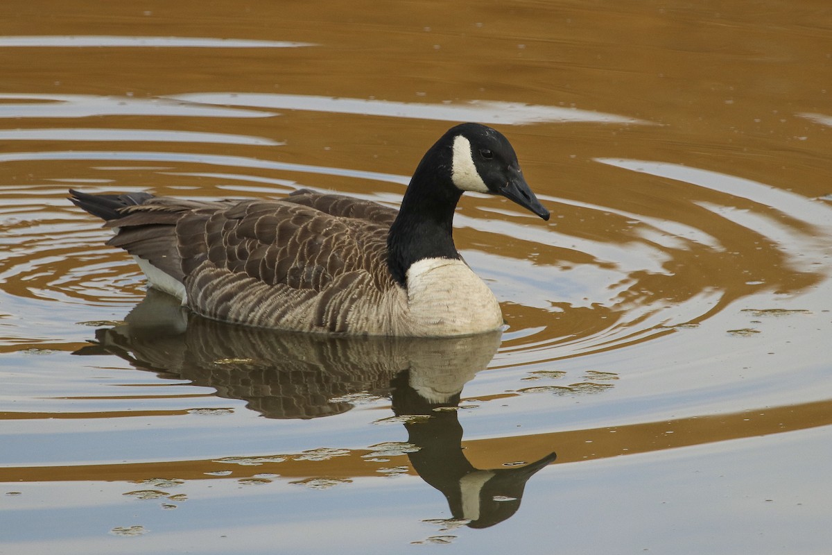 Canada Goose - ML355695901