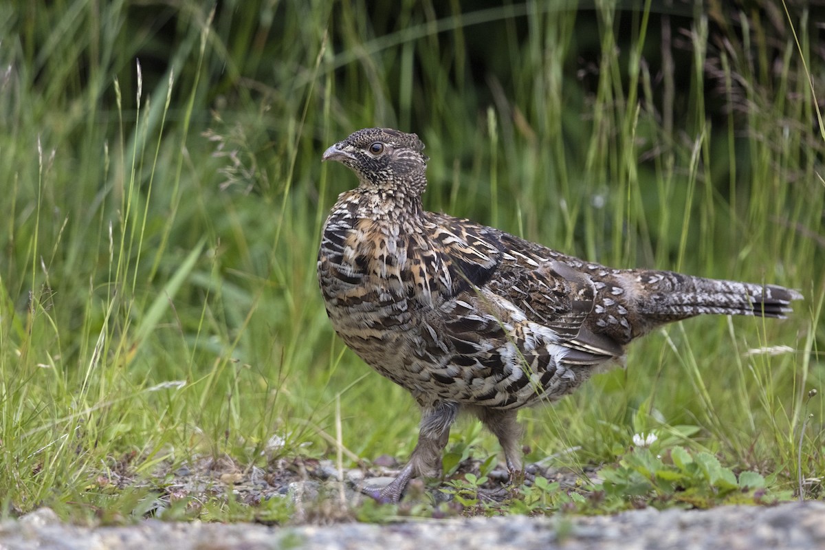 Ruffed Grouse - ML355697521