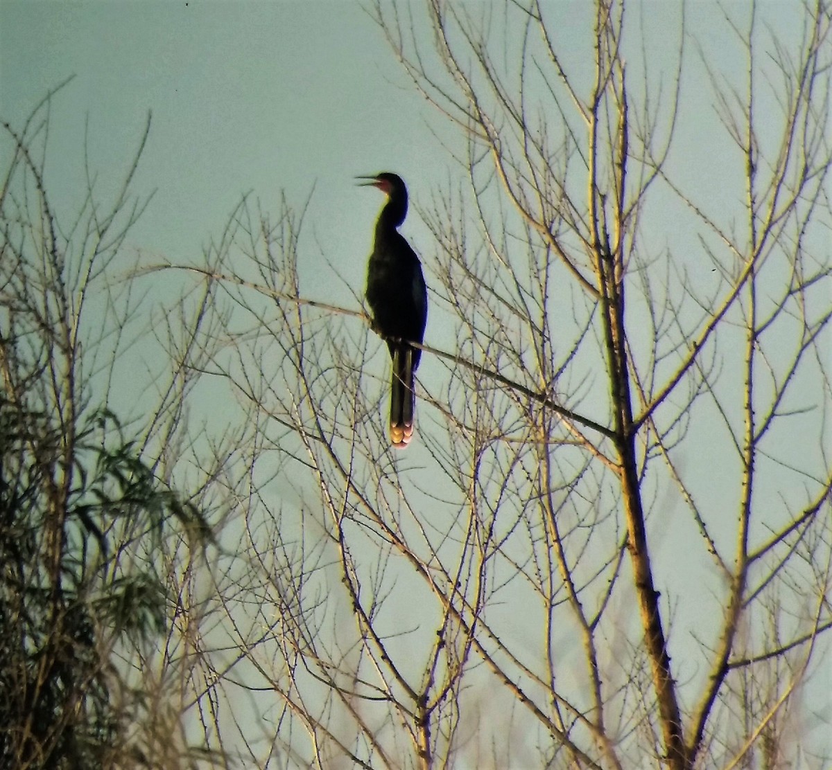 anhinga americká - ML35569831