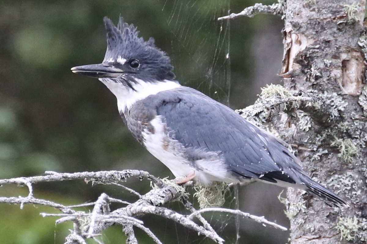 Belted Kingfisher - ML355699391