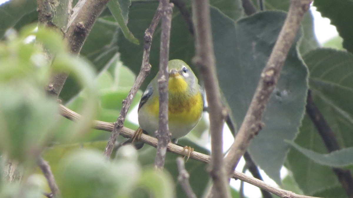 Northern Parula - ML35570061