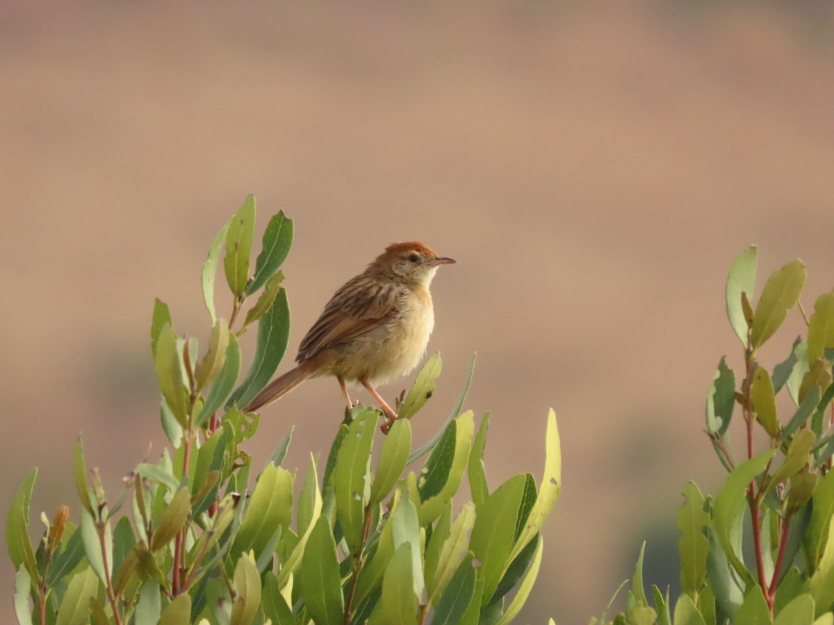 Wailing Cisticola - ML355701221