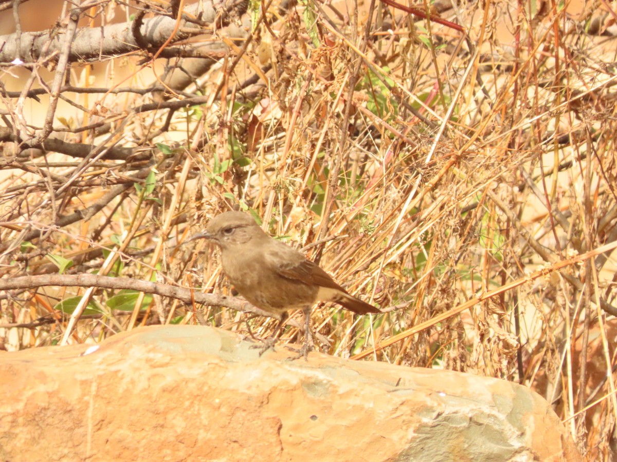 Mountain Wheatear - ML355701351