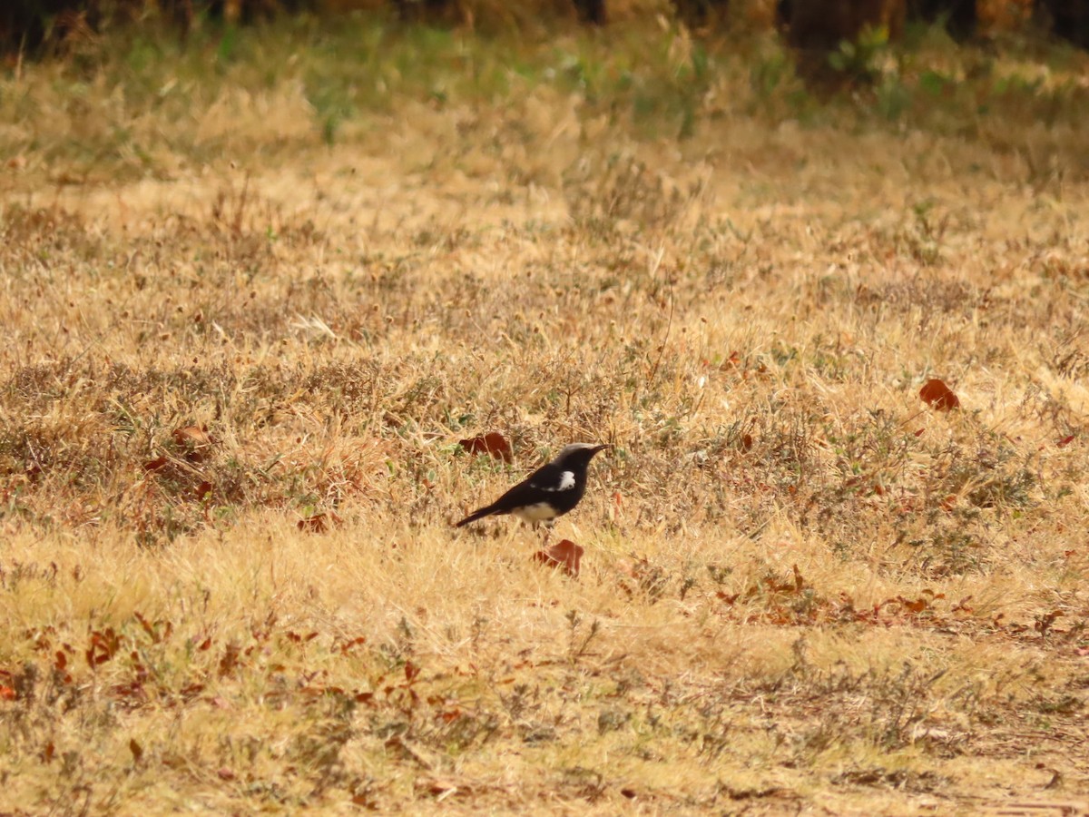 Mountain Wheatear - ML355701361