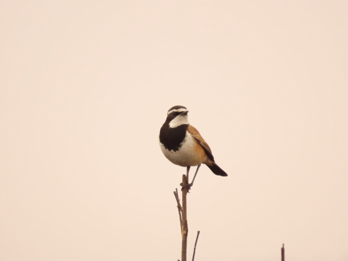 Capped Wheatear - ML355701391