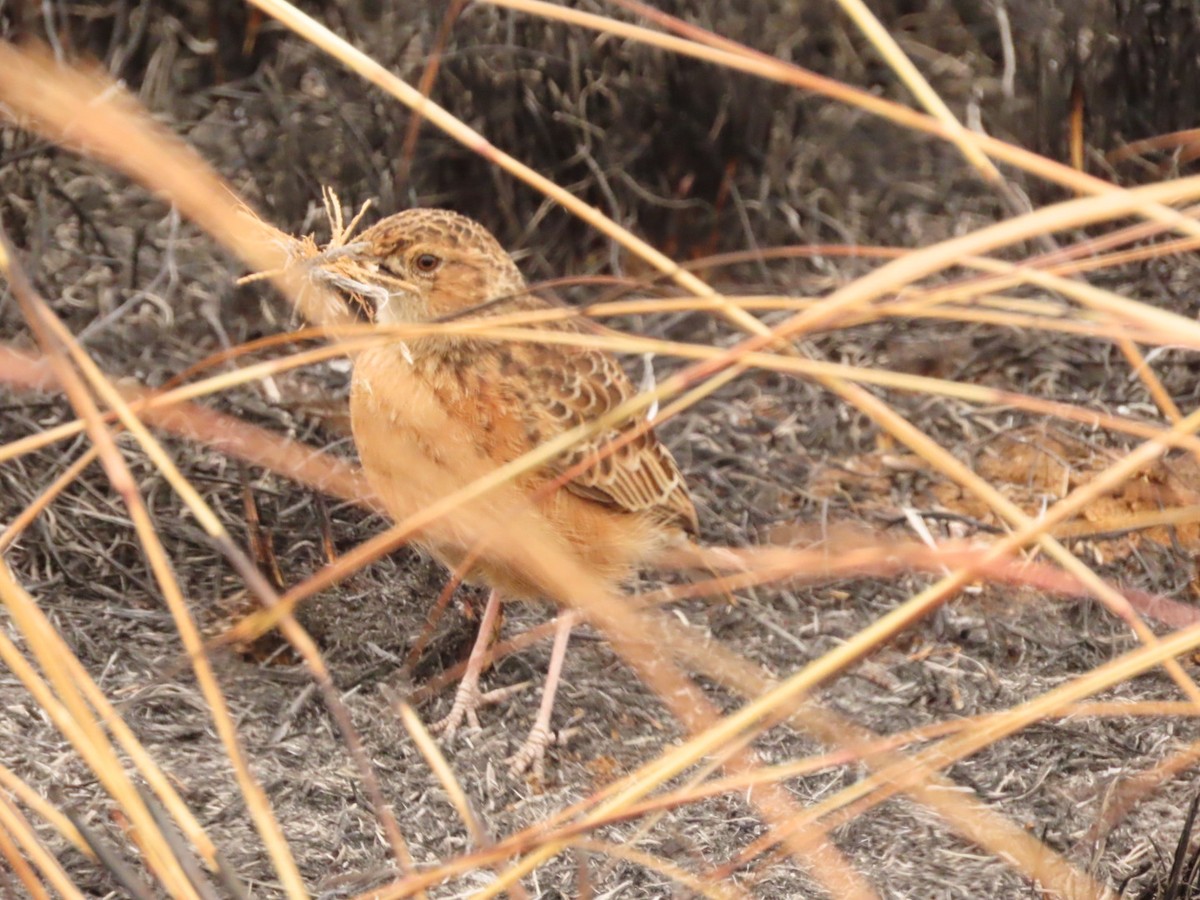 Spike-heeled Lark (Spike-heeled) - ML355701681