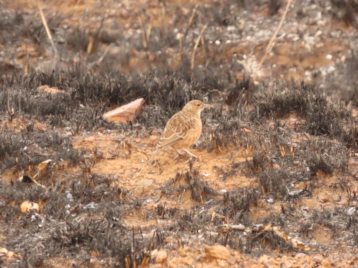 Alouette éperonnée (groupe albofasciata) - ML355701691