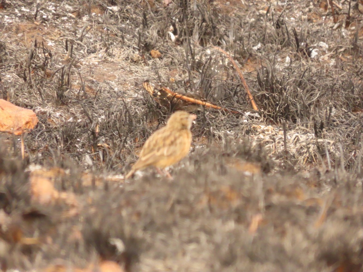 Pink-billed Lark - ML355701731