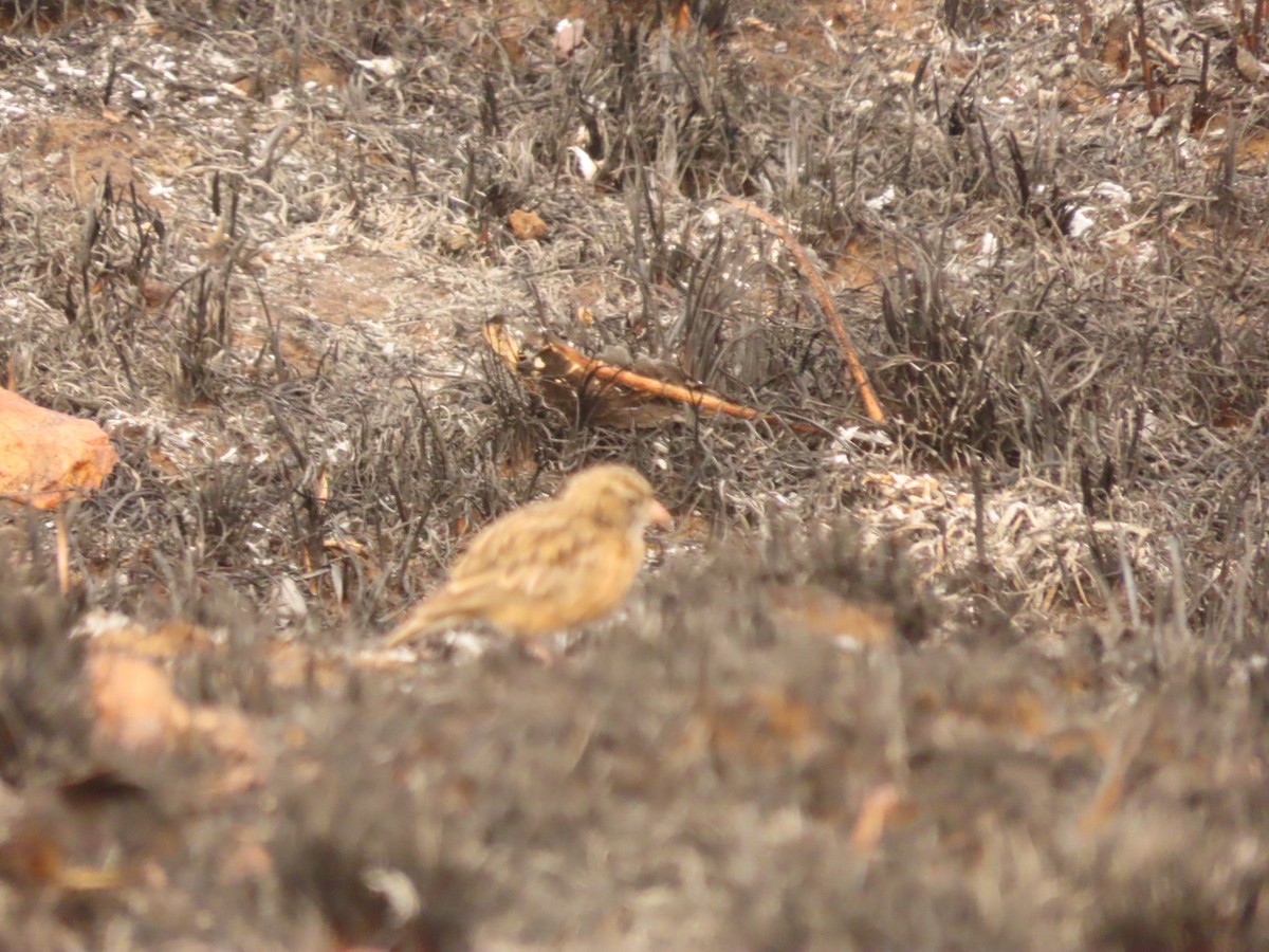 Pink-billed Lark - ML355701741