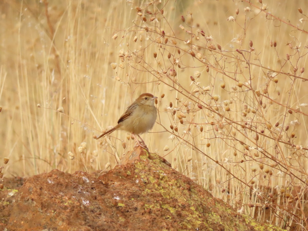 Rock-loving Cisticola (Lazy) - ML355701821