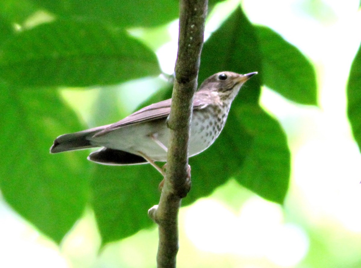 Swainson's Thrush - ML35570221