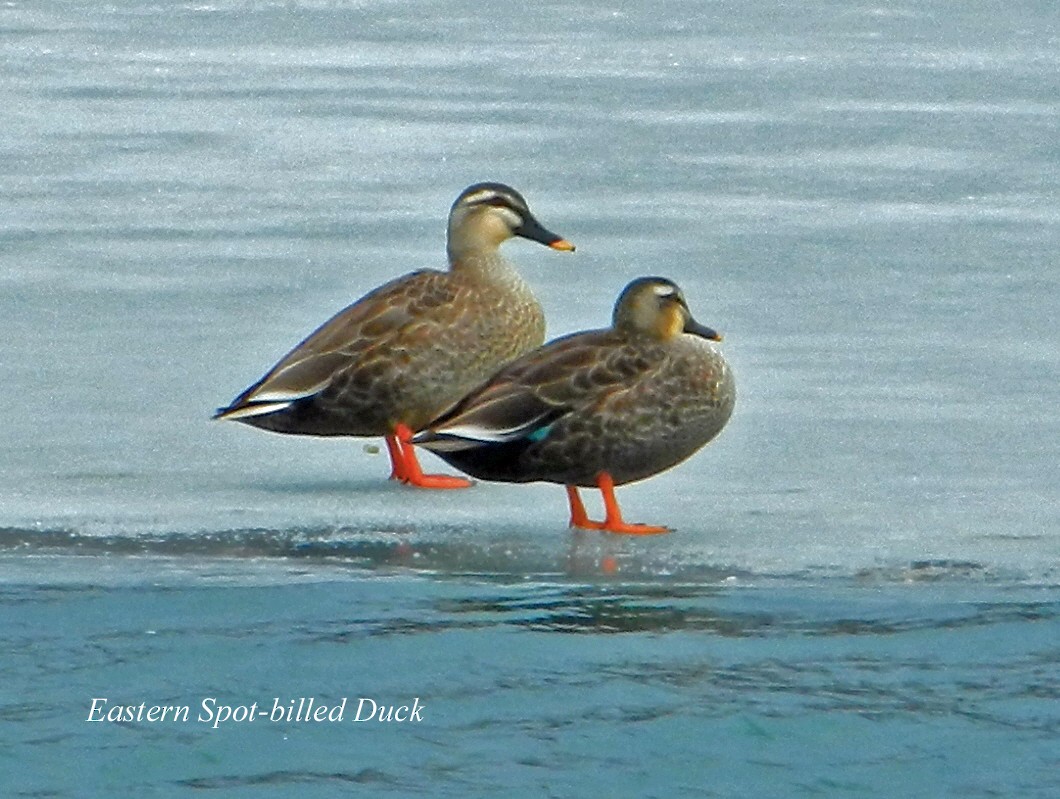 Eastern Spot-billed Duck - ML355702871