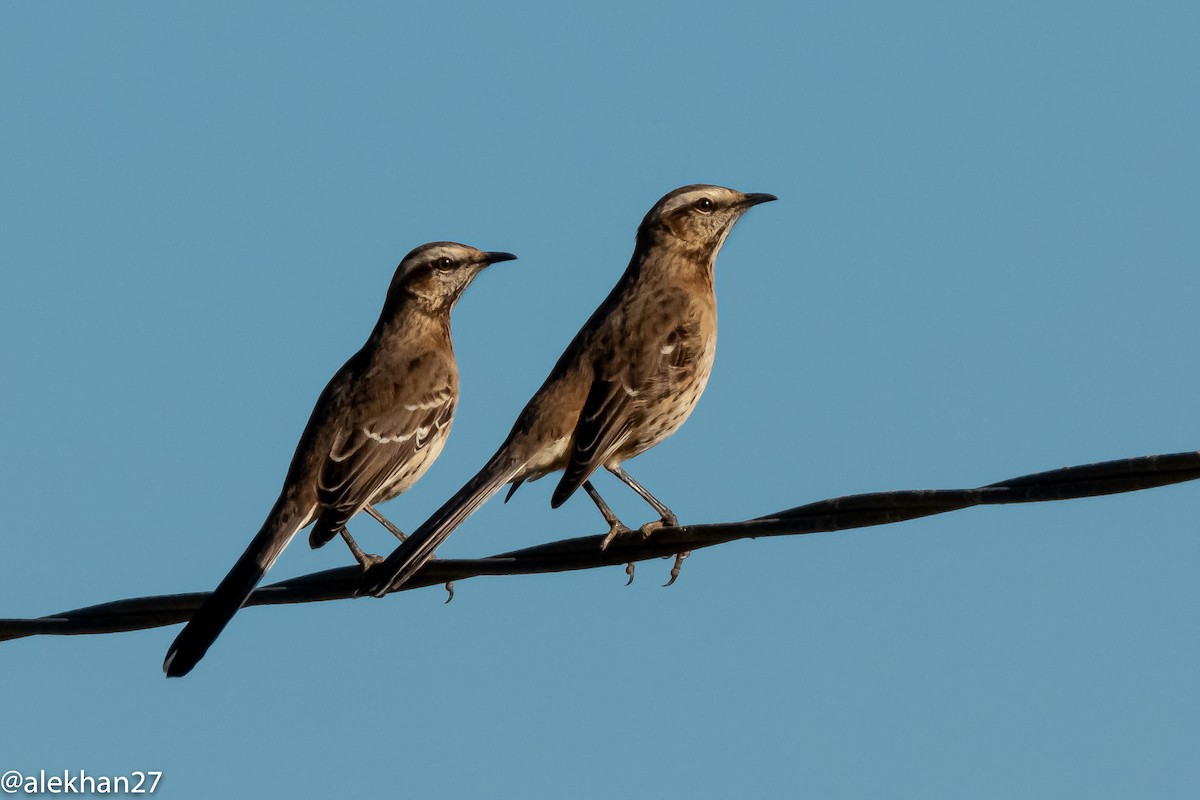 Chilean Mockingbird - Eleuterio Ramirez