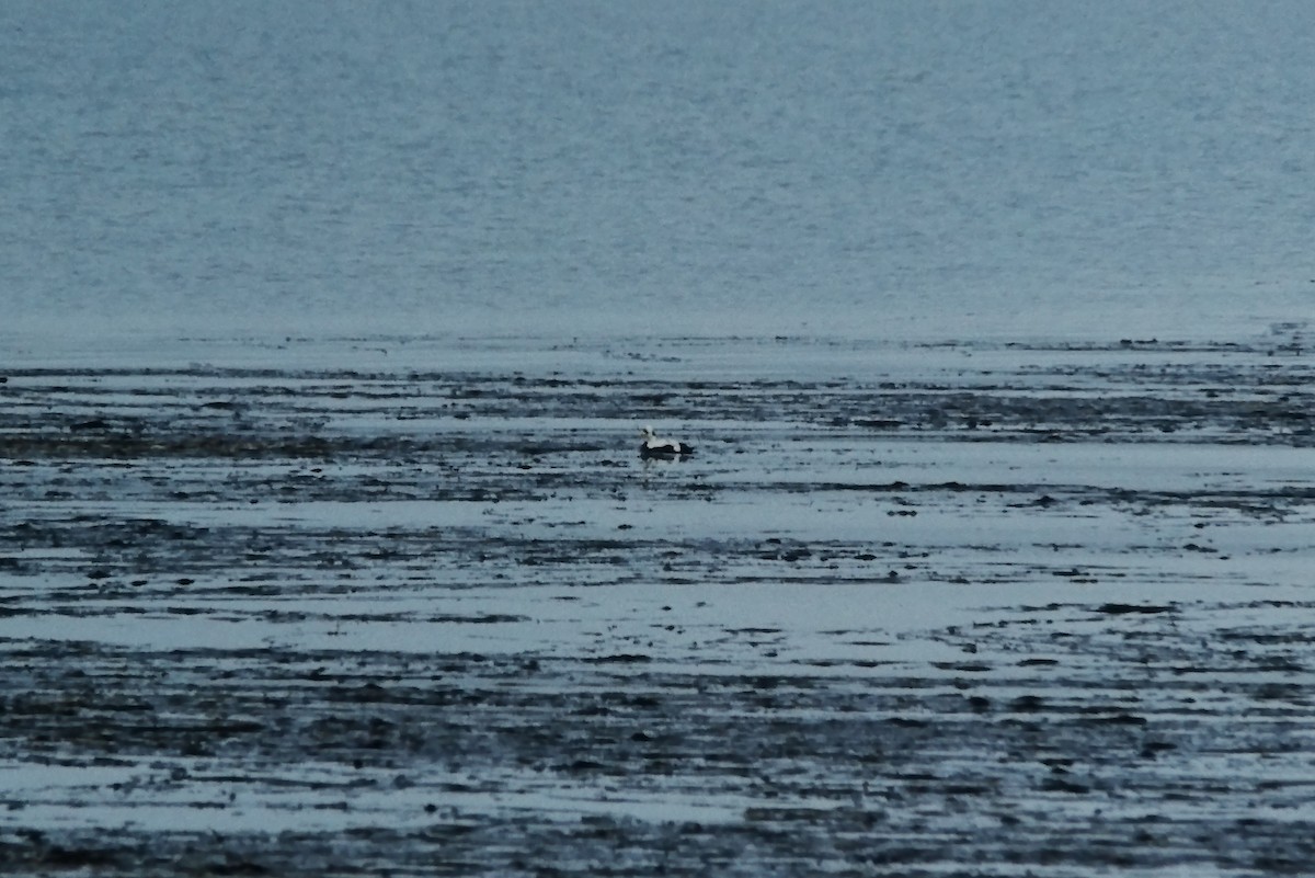 Spectacled Eider - ML355710901