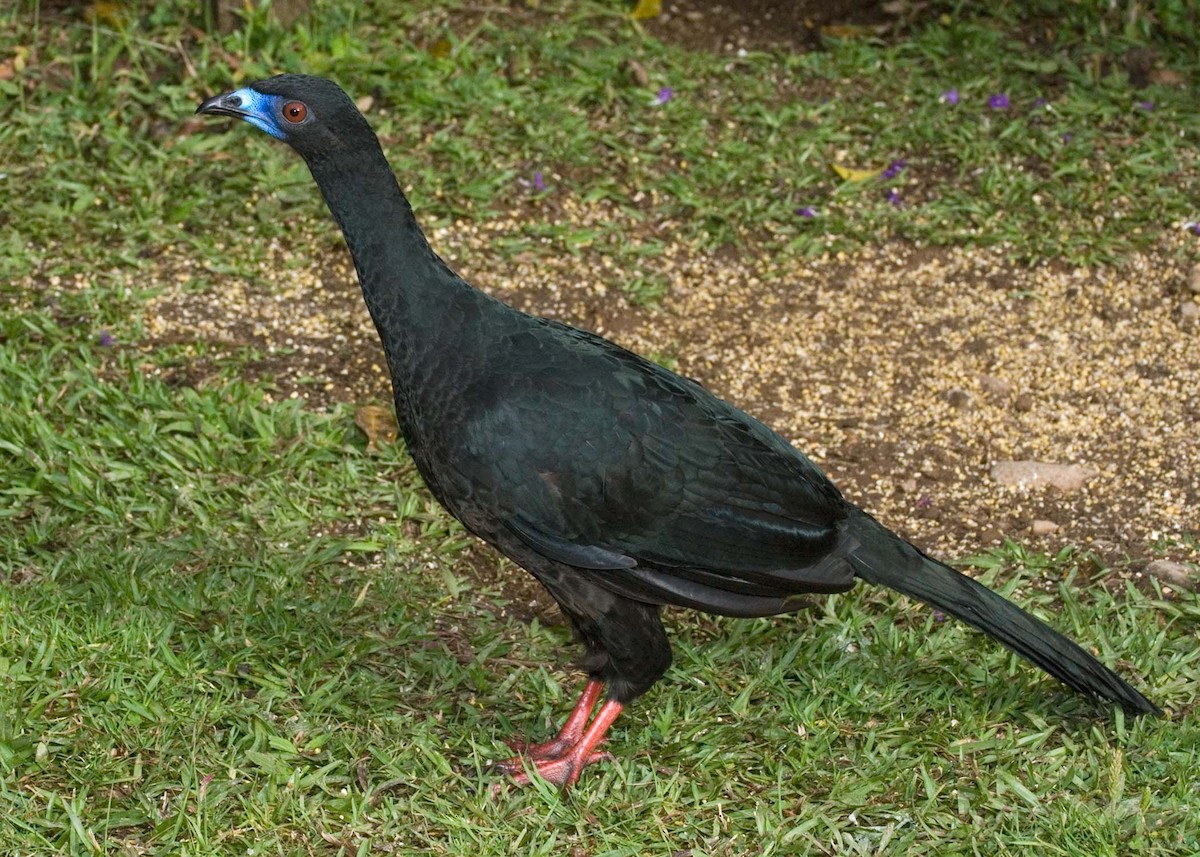 Black Guan - Russ Wigh