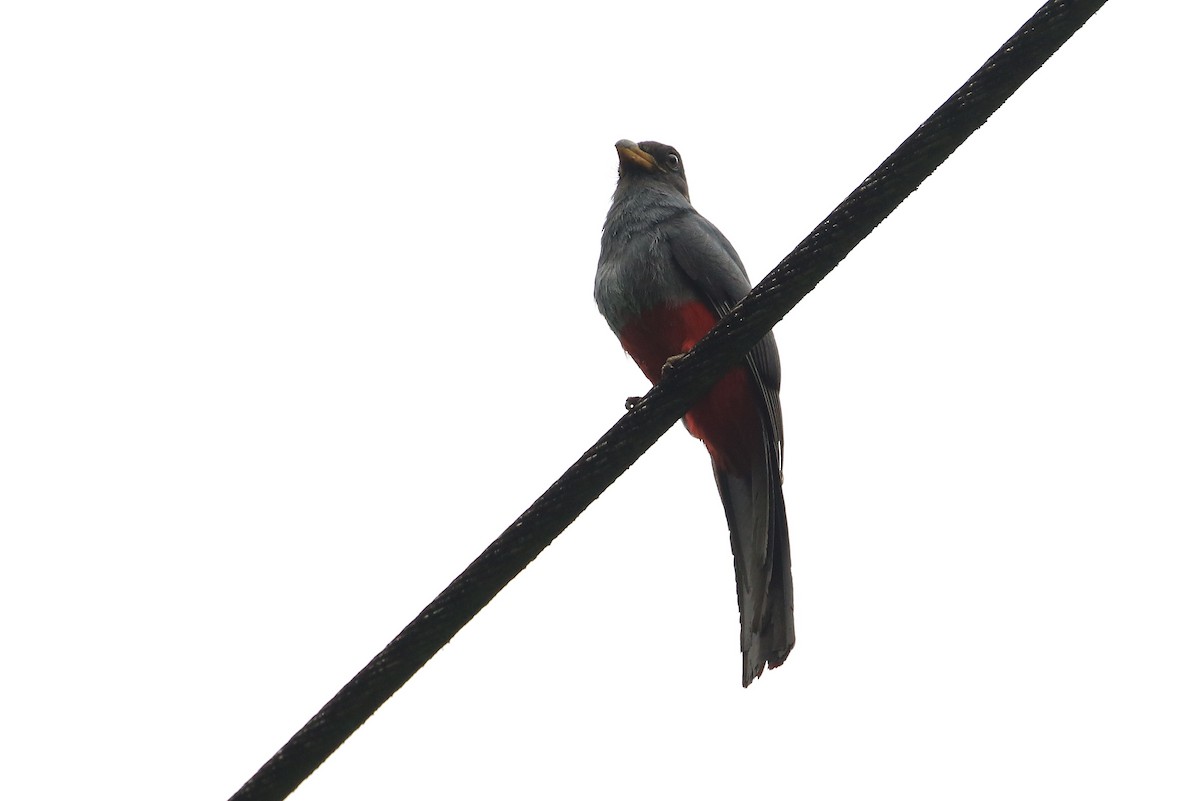 Black-tailed Trogon (Large-tailed) - ML35571411