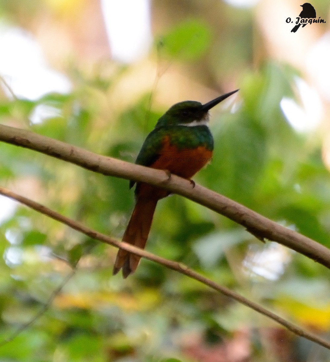 Rufous-tailed Jacamar - ML35571461