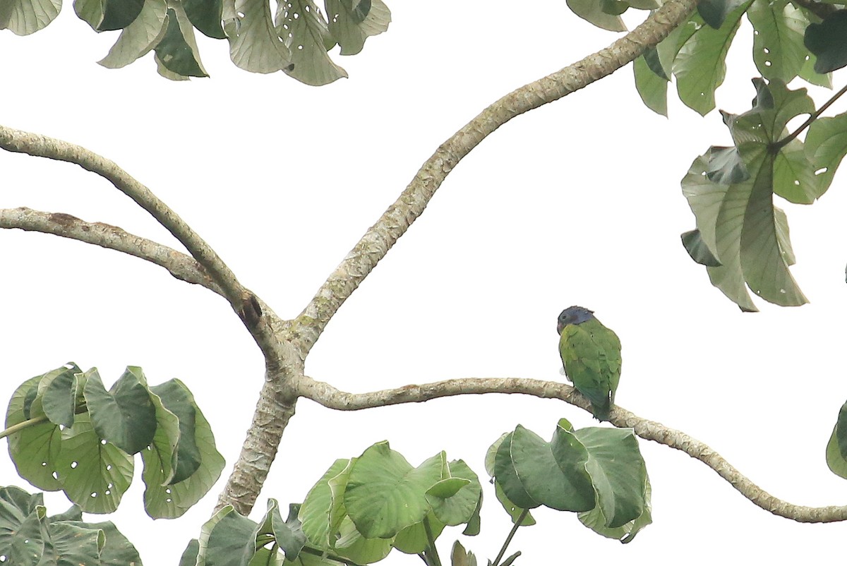 Blue-headed Parrot - ML35571471