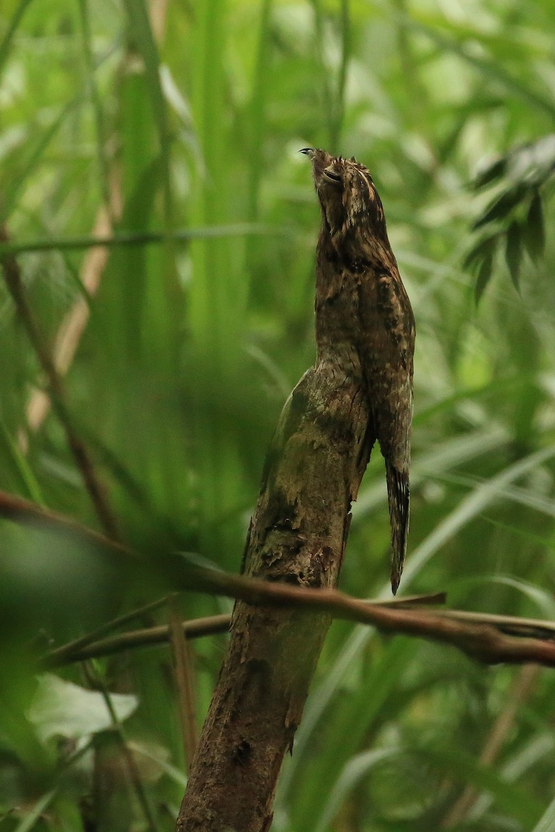 Common Potoo - ML35571481