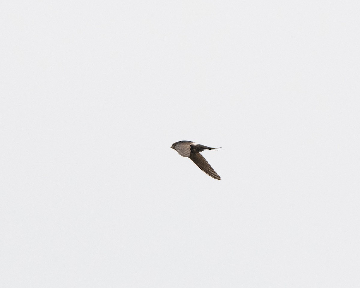 White-rumped Swift - Georg Schreier Birdwatching Algarve