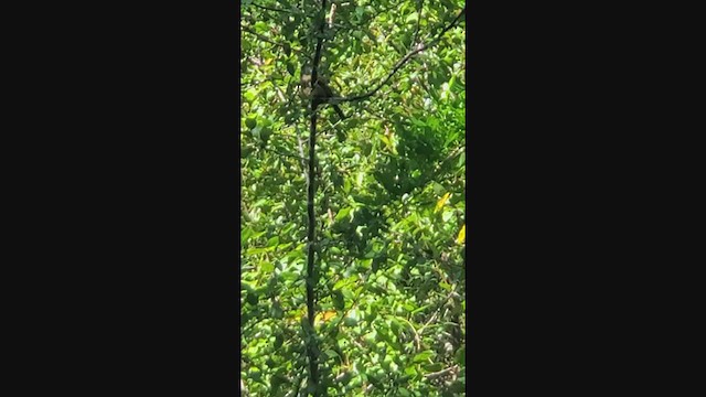 Karolina Çıtkuşu - ML355715441