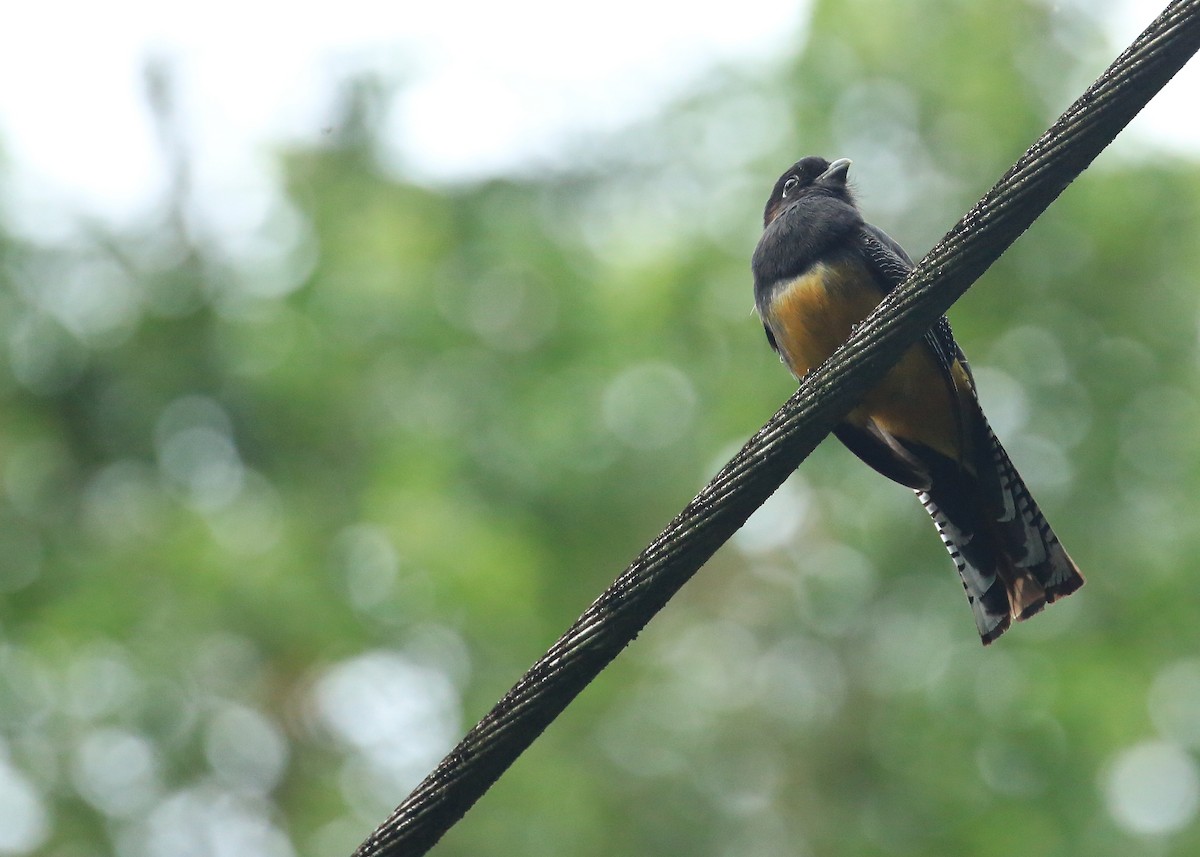 Gartered Trogon - ML35571621