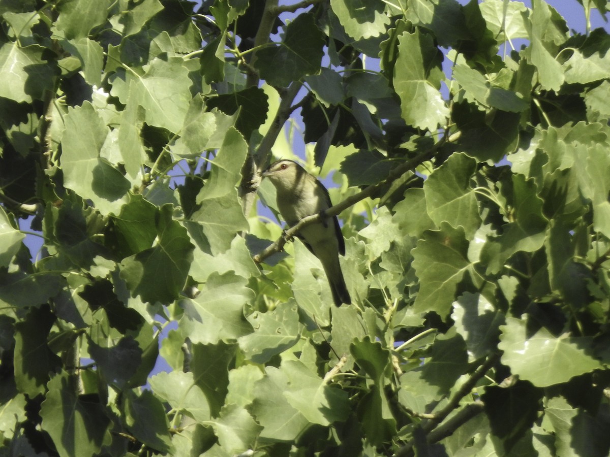 Red-eyed Vireo - ML355716711