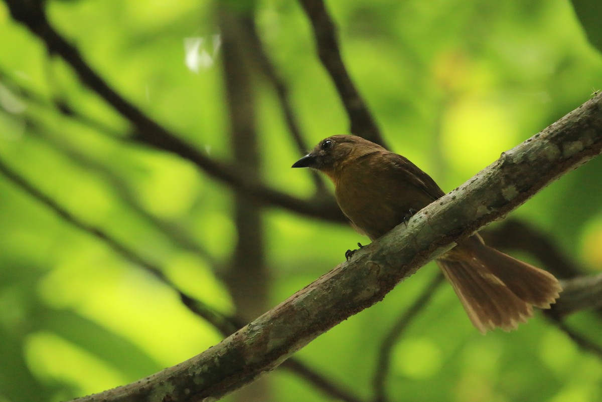 Red-throated Ant-Tanager (Red-throated) - Tim Lenz