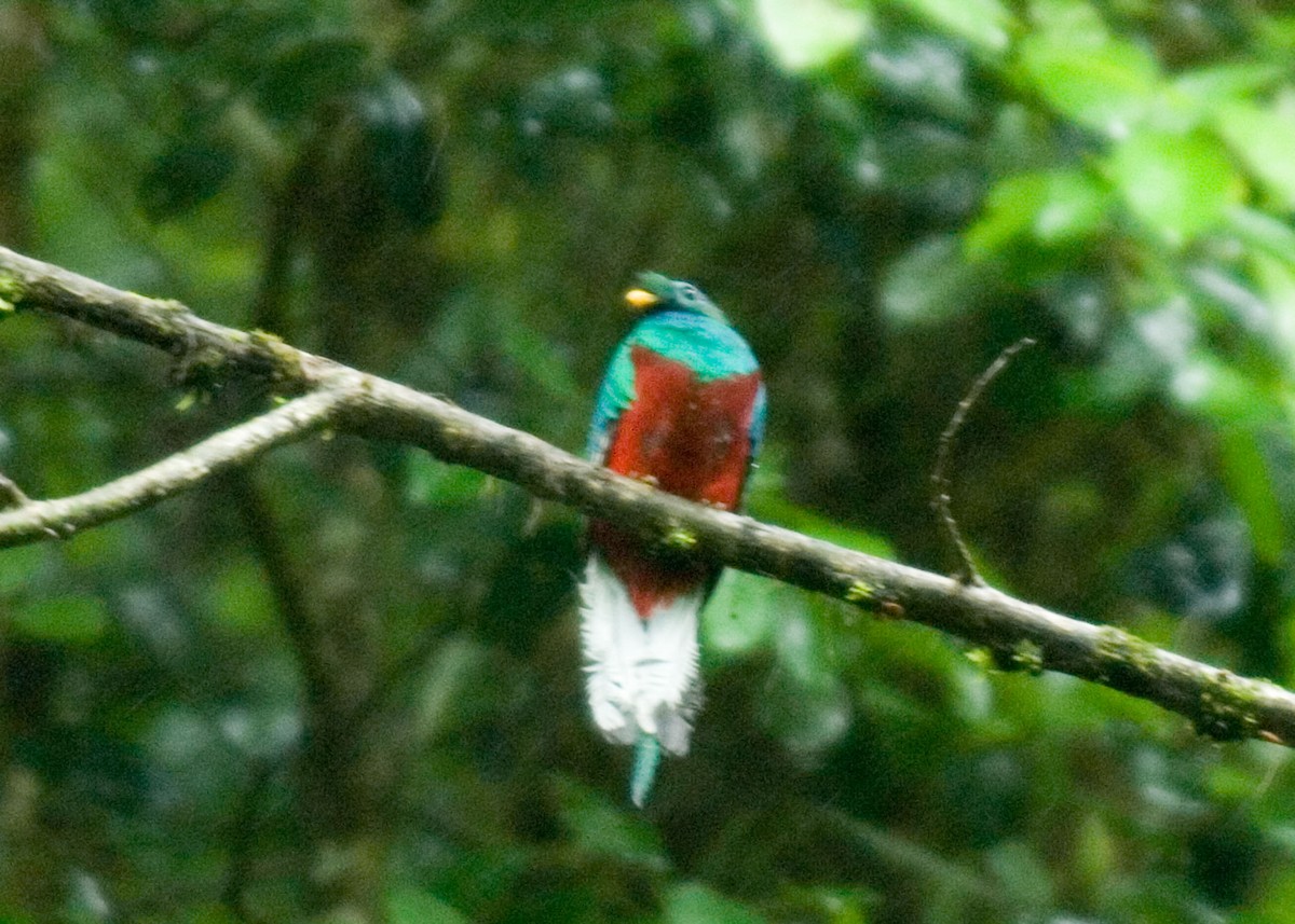 Quetzal Guatemalteco - ML35571971