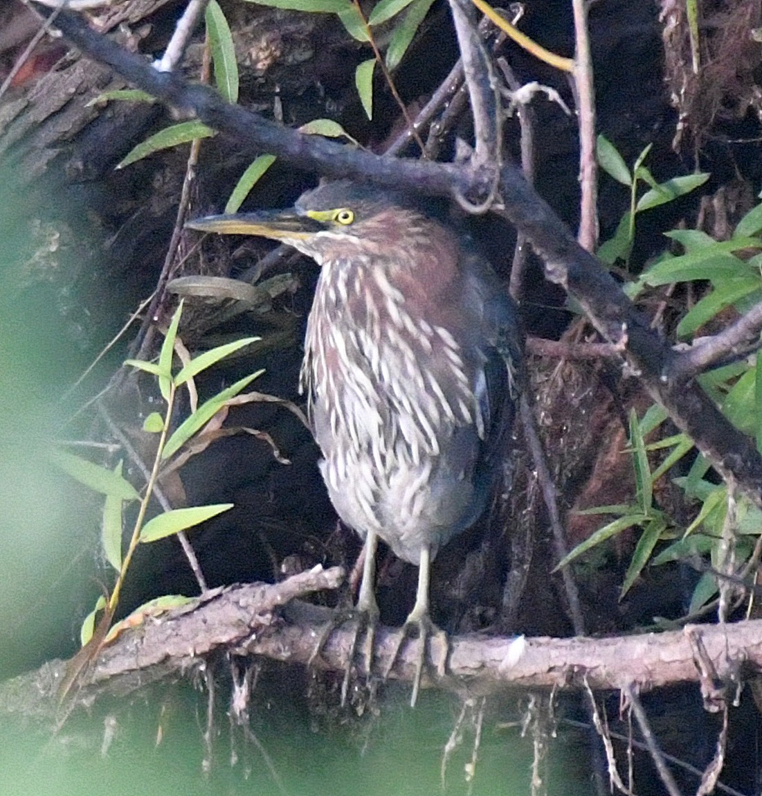 Green Heron - ML35572171