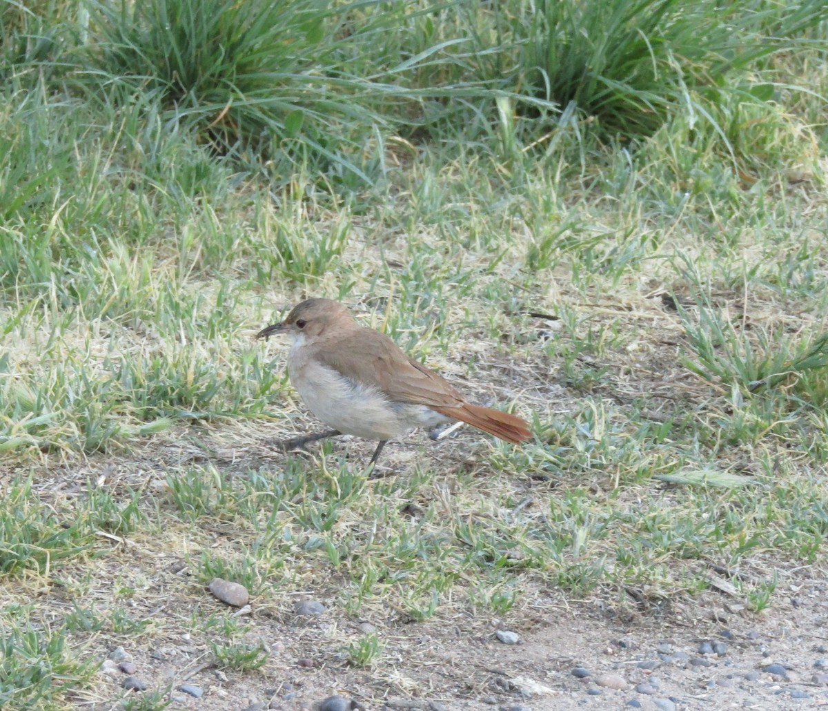 Rufous Hornero - ML355723501