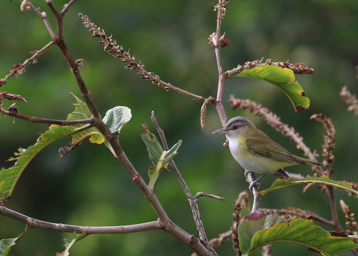 Yellow-green Vireo - Tim Lenz