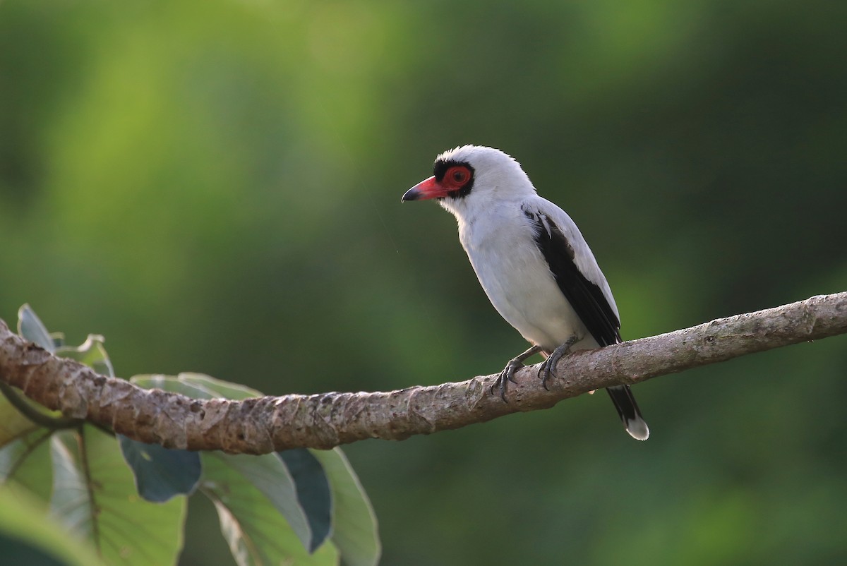 Masked Tityra - Tim Lenz