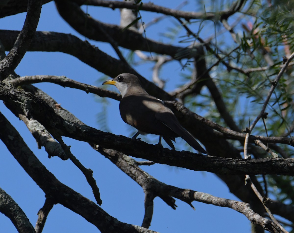 Yellow-billed Cuckoo - ML355726641