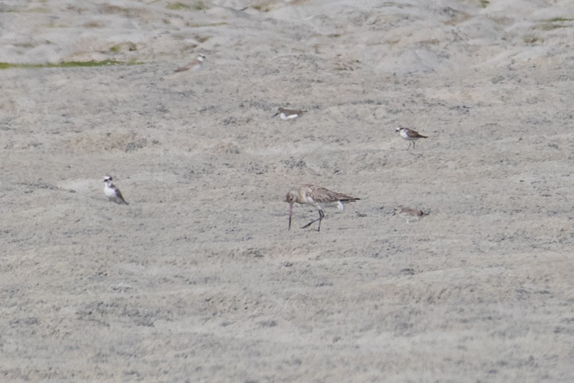 Bar-tailed Godwit - ML355727931