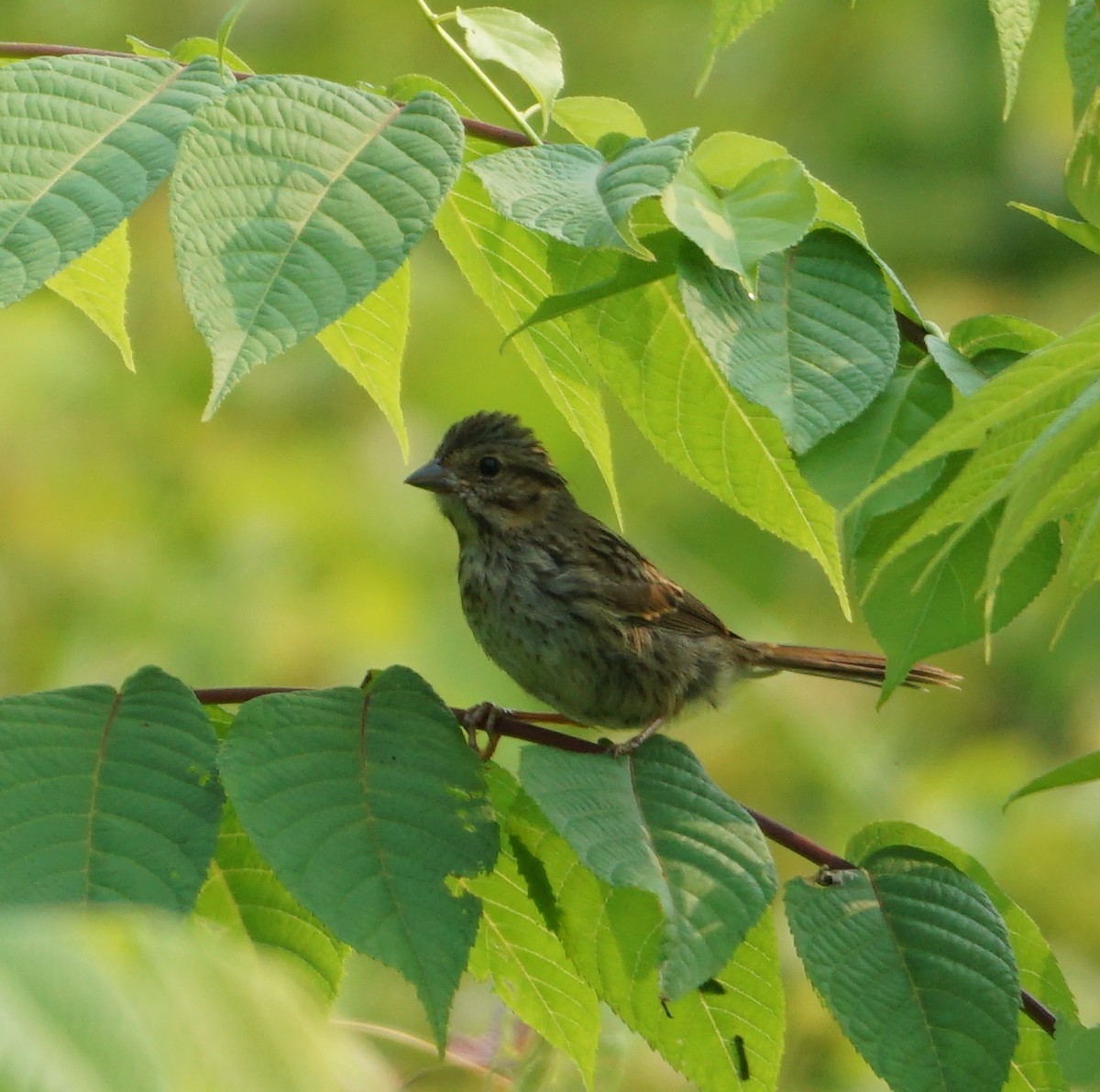 new world sparrow sp. - Melody Ragle