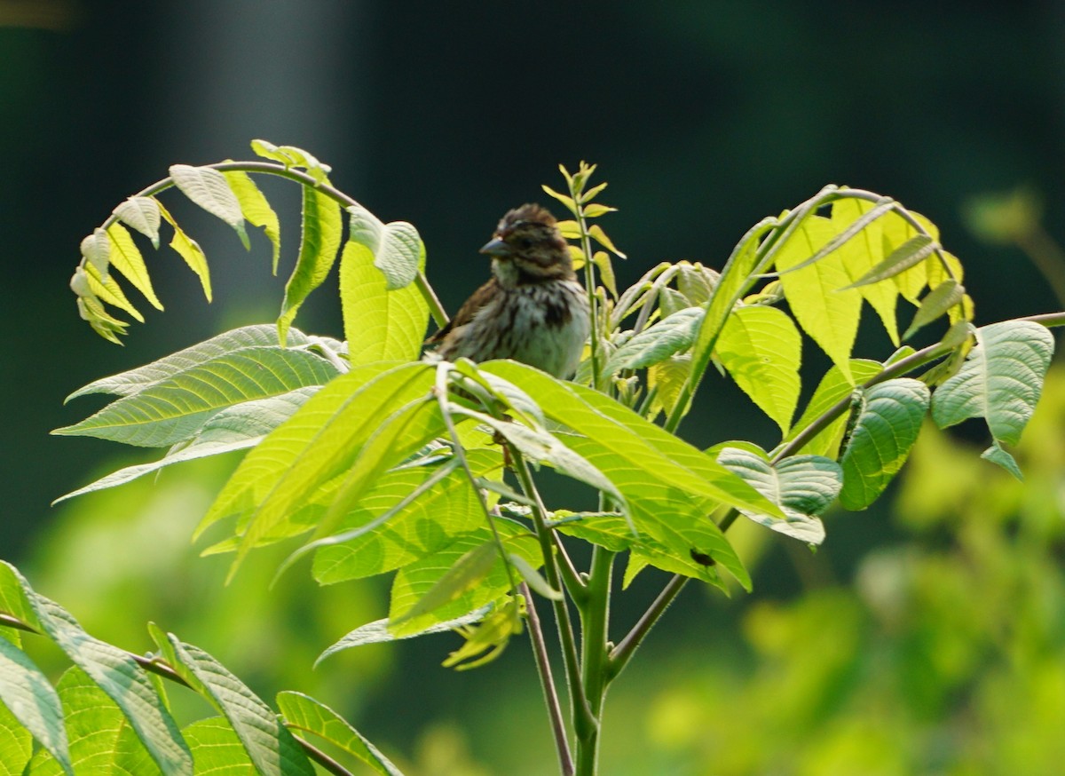 Passerellidae sp. (sparrow sp.) - ML355727991