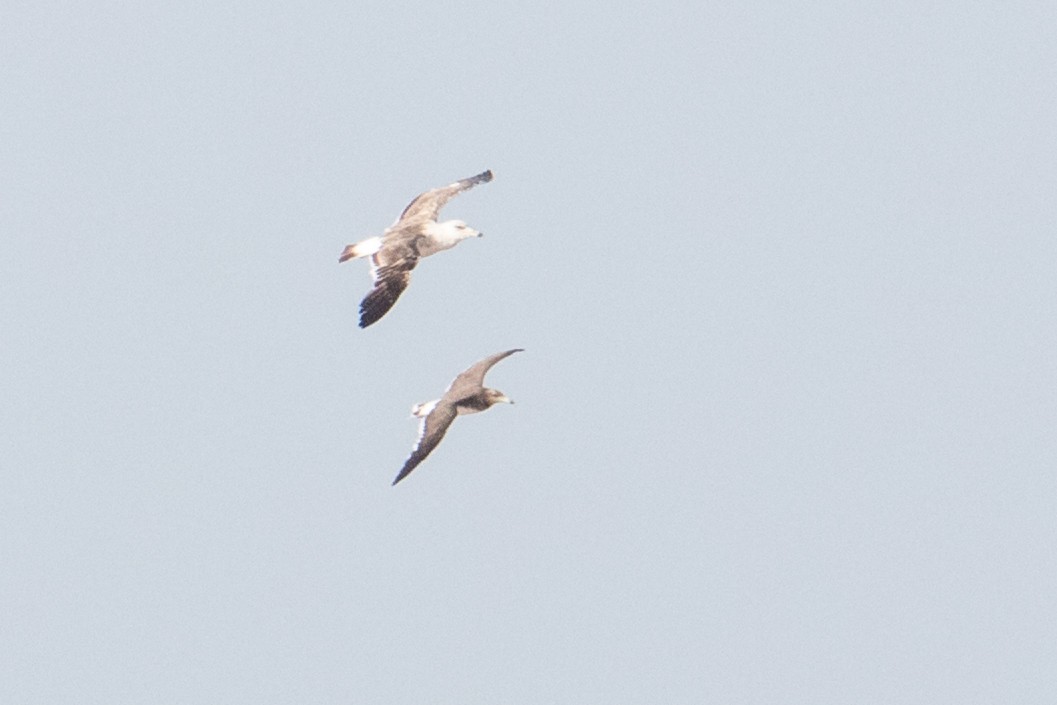 Lesser Black-backed Gull - ML355728331