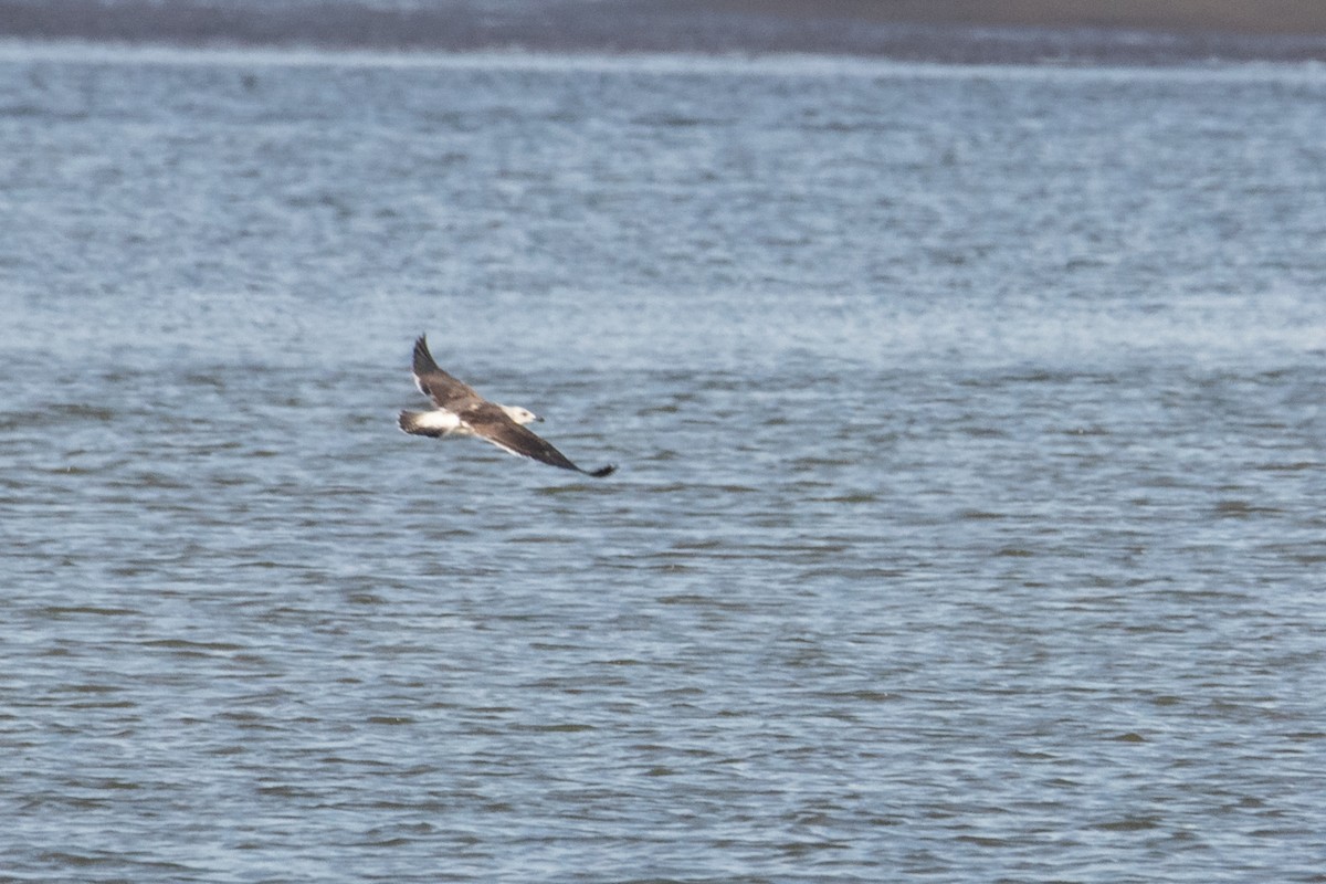 Lesser Black-backed Gull - ML355728341