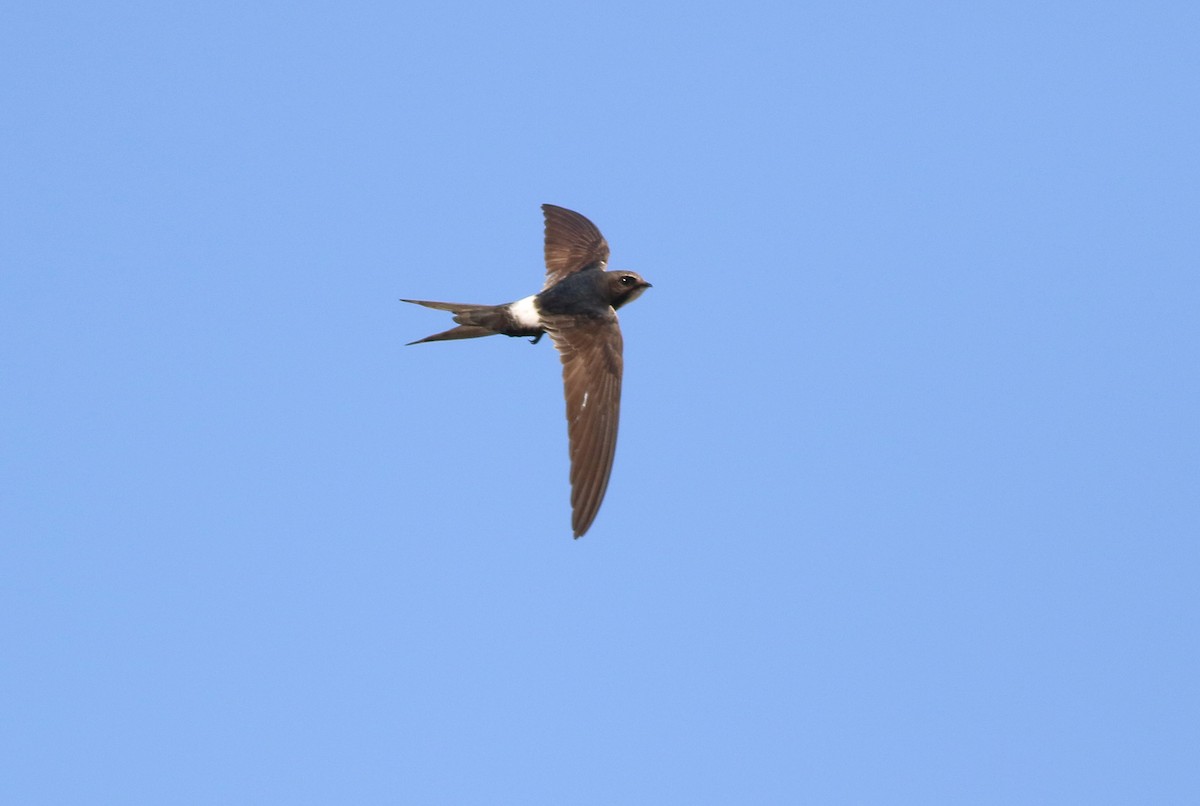 White-rumped Swift - ML355728661