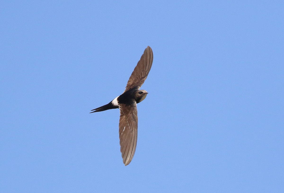 White-rumped Swift - ML355728701