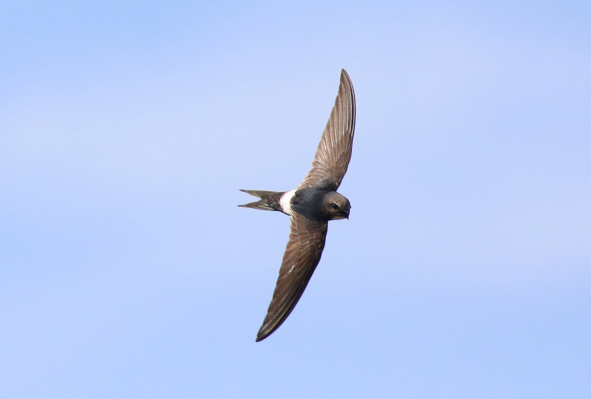 White-rumped Swift - ML355728741