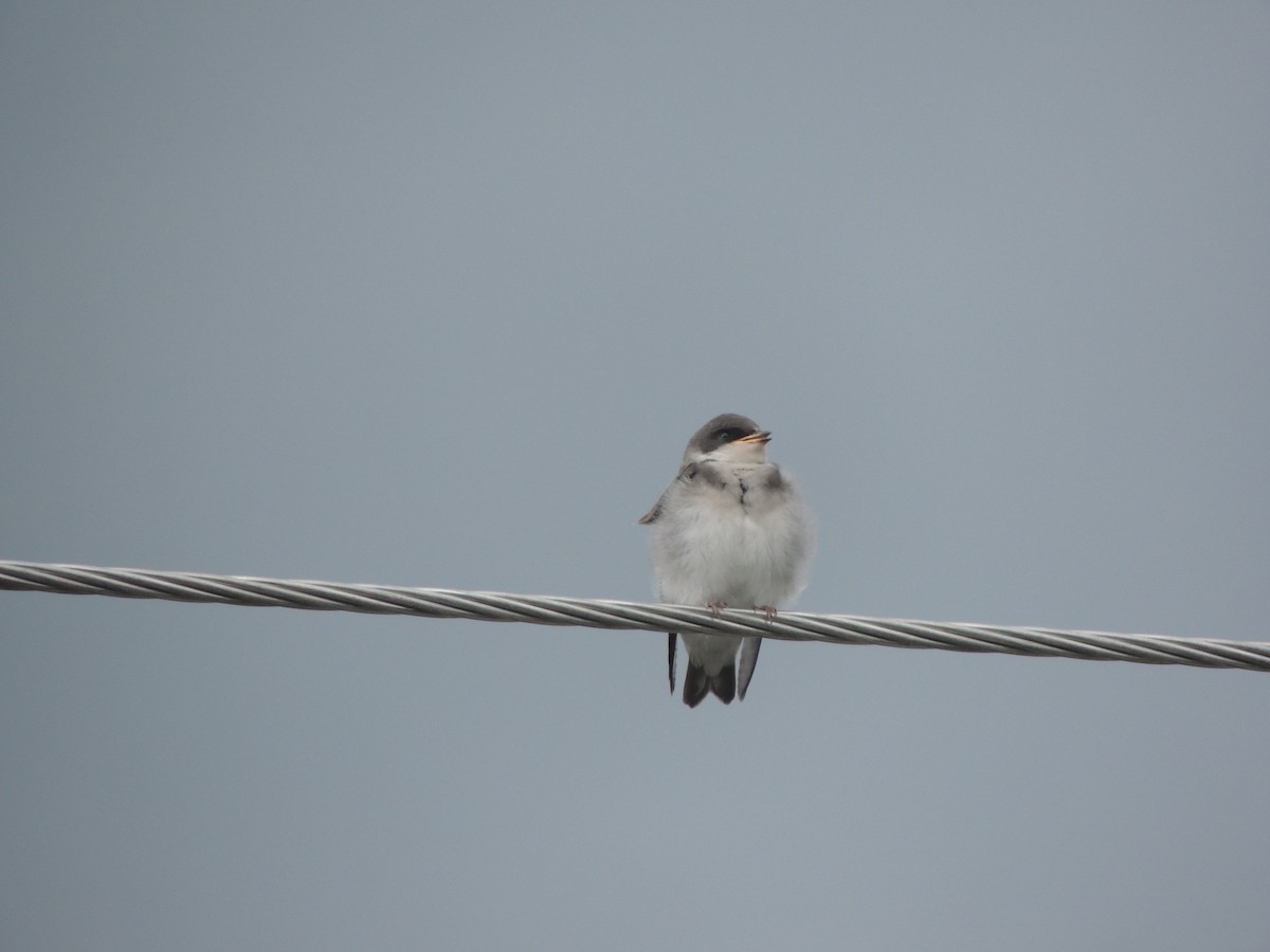 Tree Swallow - ML355729081
