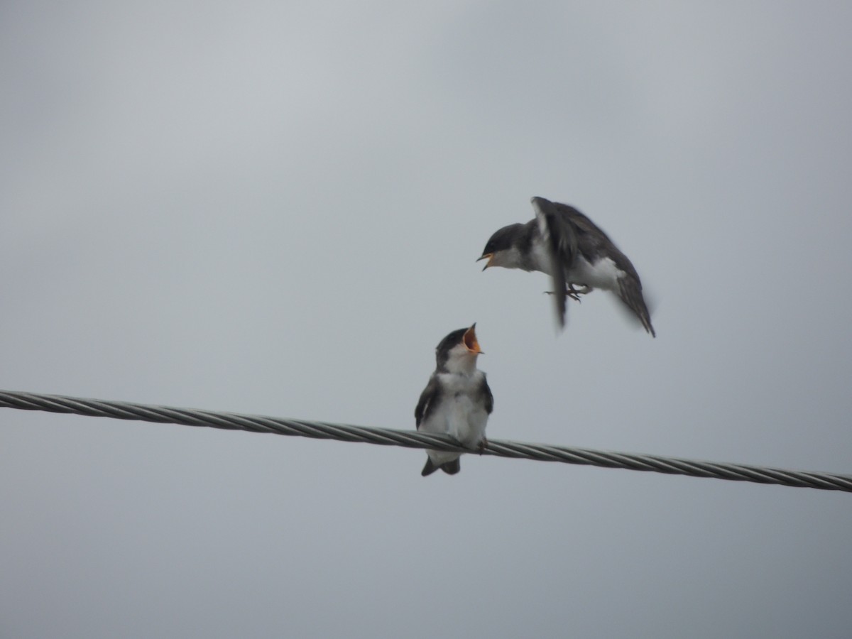 Tree Swallow - ML355729111