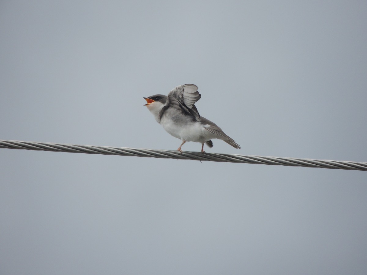 Tree Swallow - ML355729121