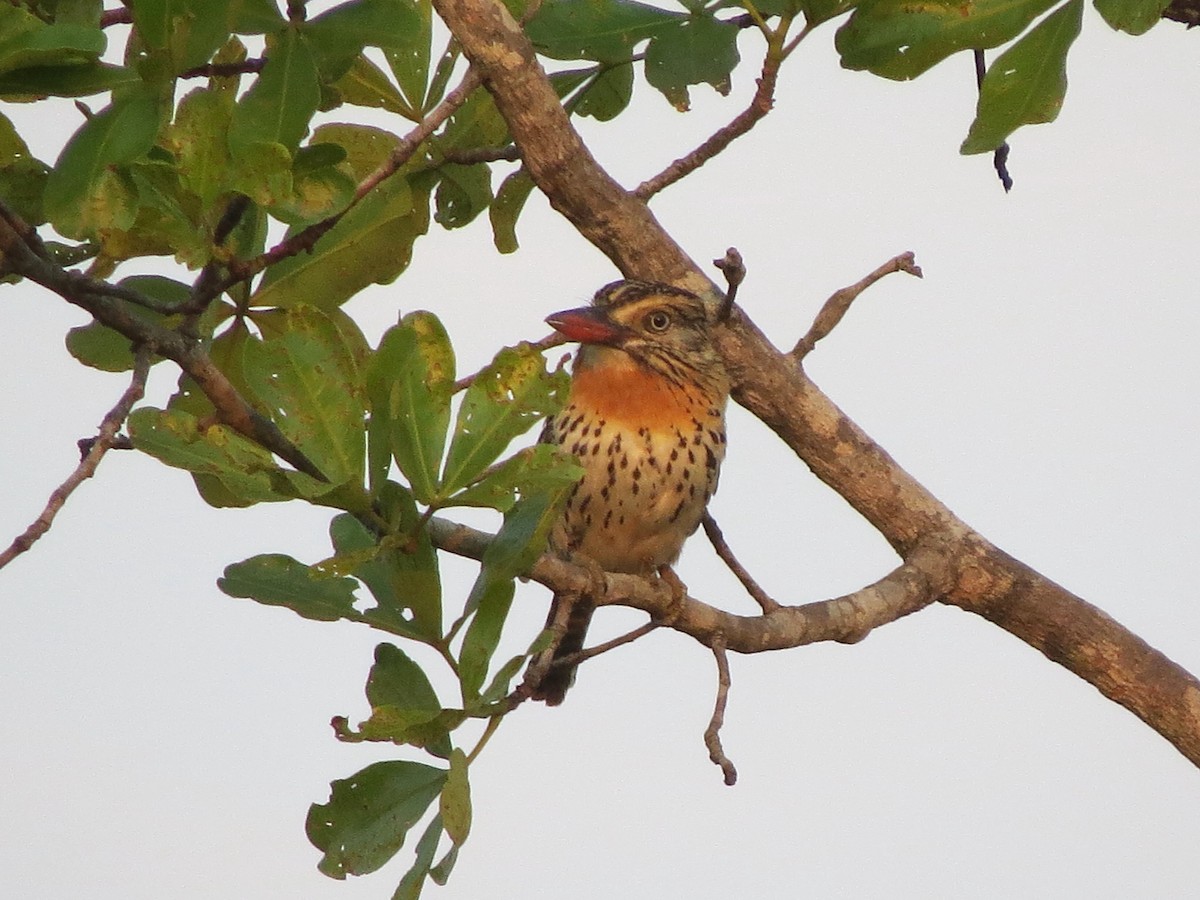 Spot-backed Puffbird - ML355729971