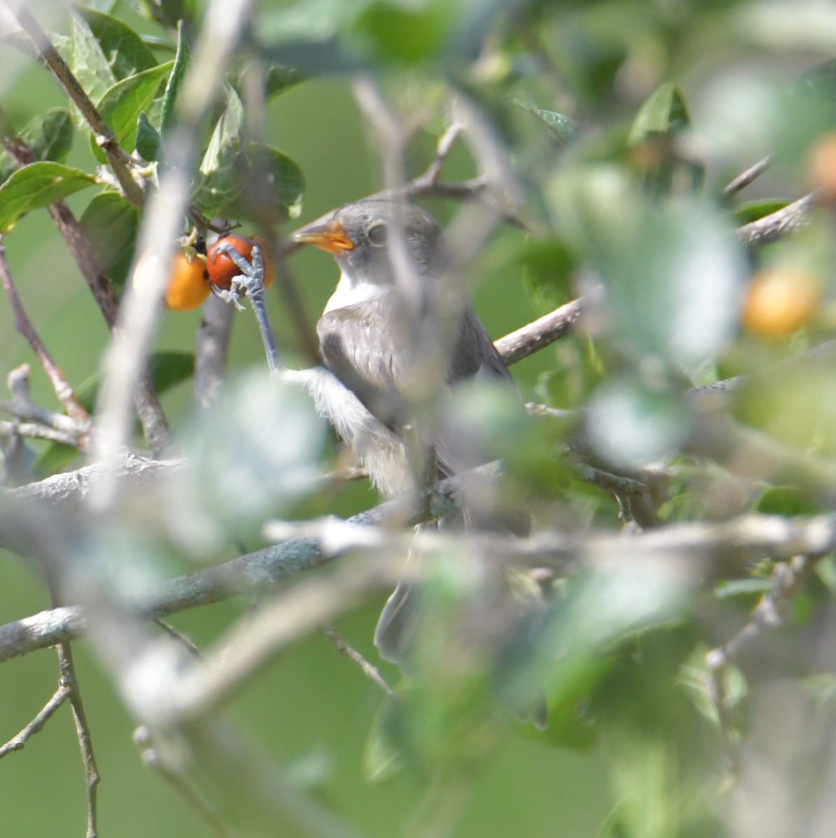 Verdin - ML355730751