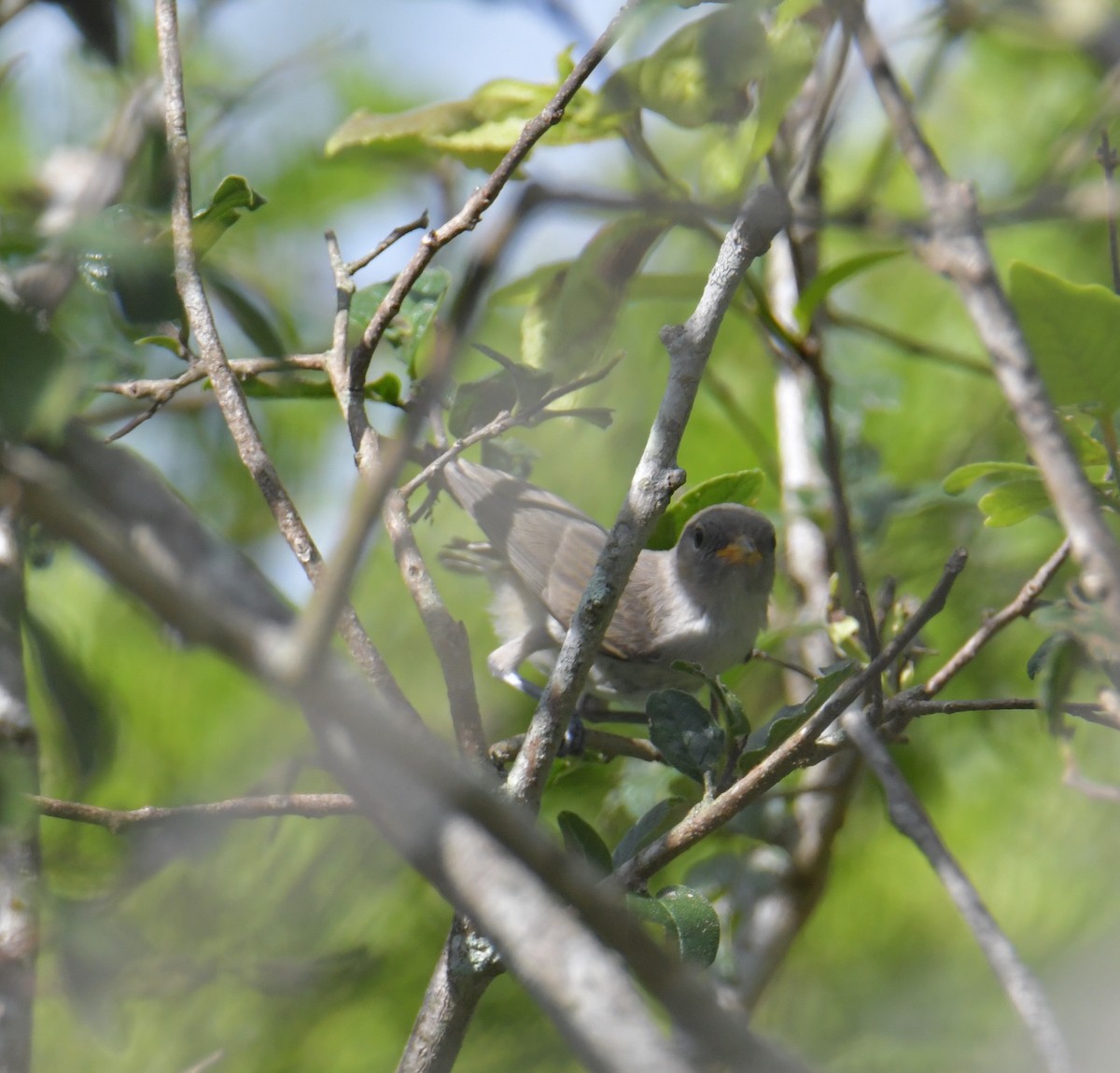 Verdin - ML355730791